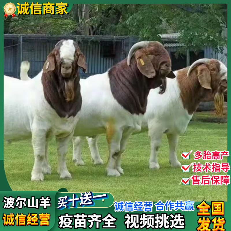 出售波爾山羊苗 山羊小羊羔 波爾山羊幼苗