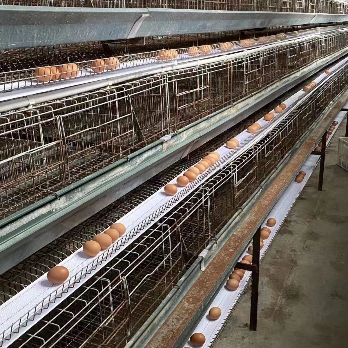 良諸畜牧機械設備蛋雞籠