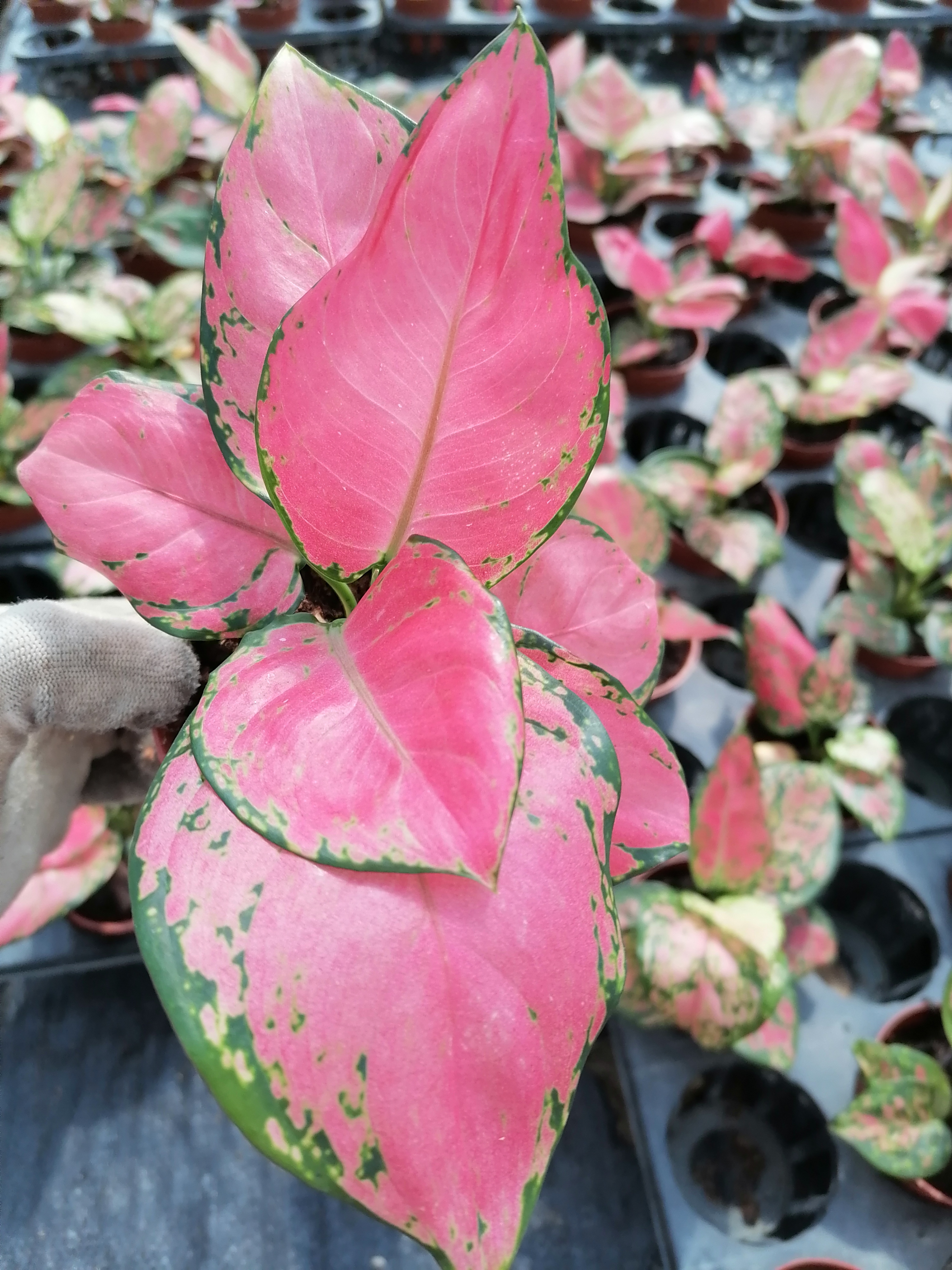 粗肋草觀葉植物吉利紅如意中國(guó)紅萬年紅如意皇后竹芋室內(nèi)耐蔭四季好養(yǎng)綠植盆栽